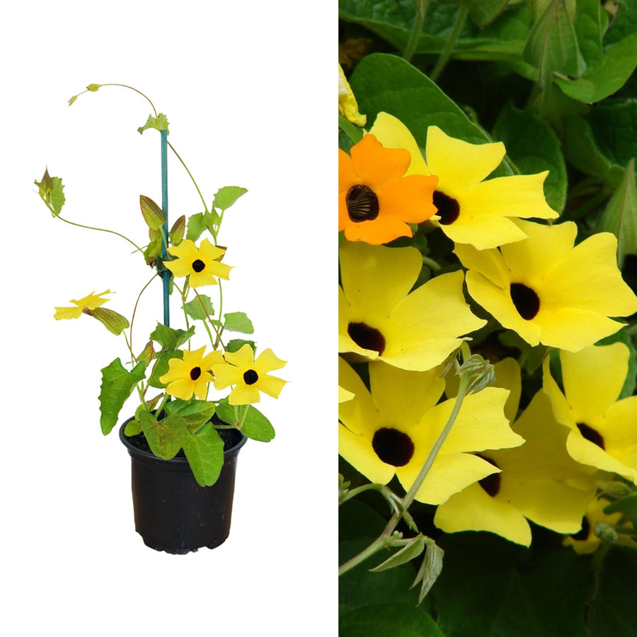 Thunbergia - Black Eyed Susan Vine Thunbergia - 'Black Eyed Susan Vine' image1 1