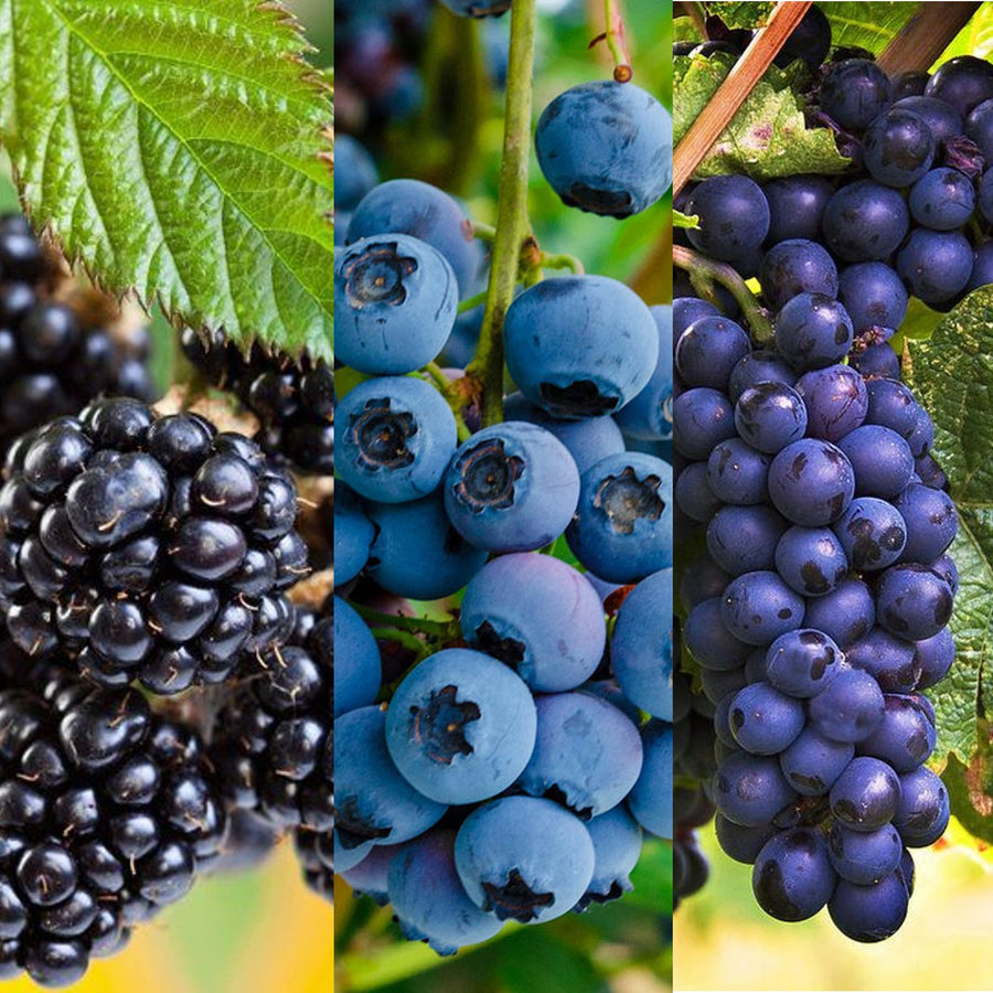 Blueberry, BlackBerry & Grape Fruit Plant Mix blkbrryblubrrygrape 1