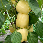 Bell Pepper Plant  3