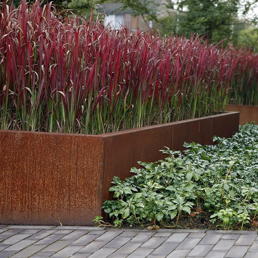 Imperata cylindrica - Japanese Blood Grass Imperata cylindrica - Japanese Blood Grass image2 2