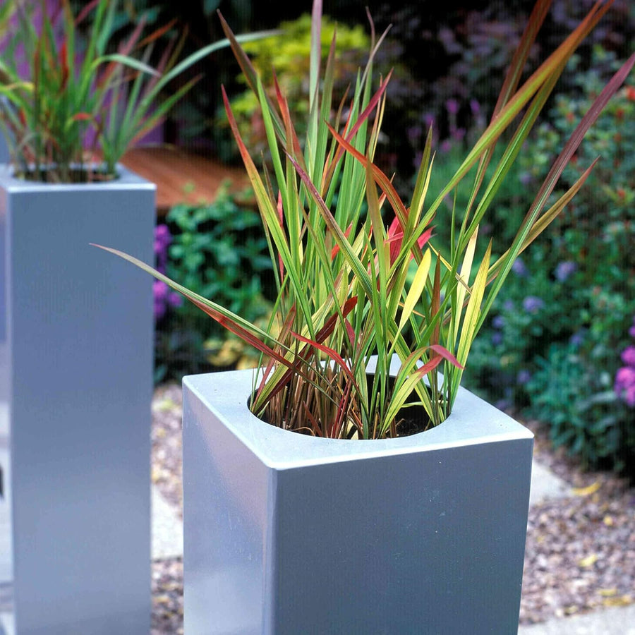 Imperata cylindrica - Japanese Blood Grass Imperata cylindrica - Japanese Blood Grass image4 4