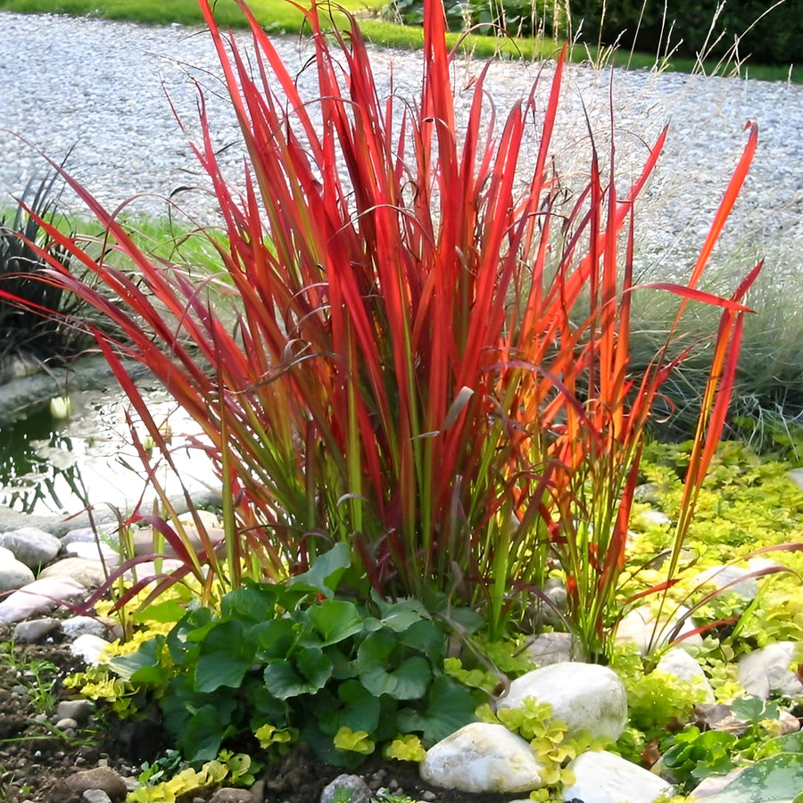 Imperata cylindrica - Japanese Blood Grass Imperata cylindrica - Japanese Blood Grass image3 3