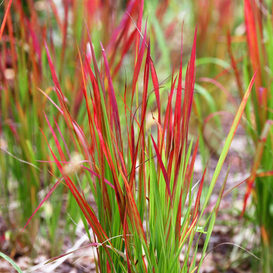 Imperata cylindrica - Japanese Blood Grass Imperata cylindrica - Japanese Blood Grass image1 1