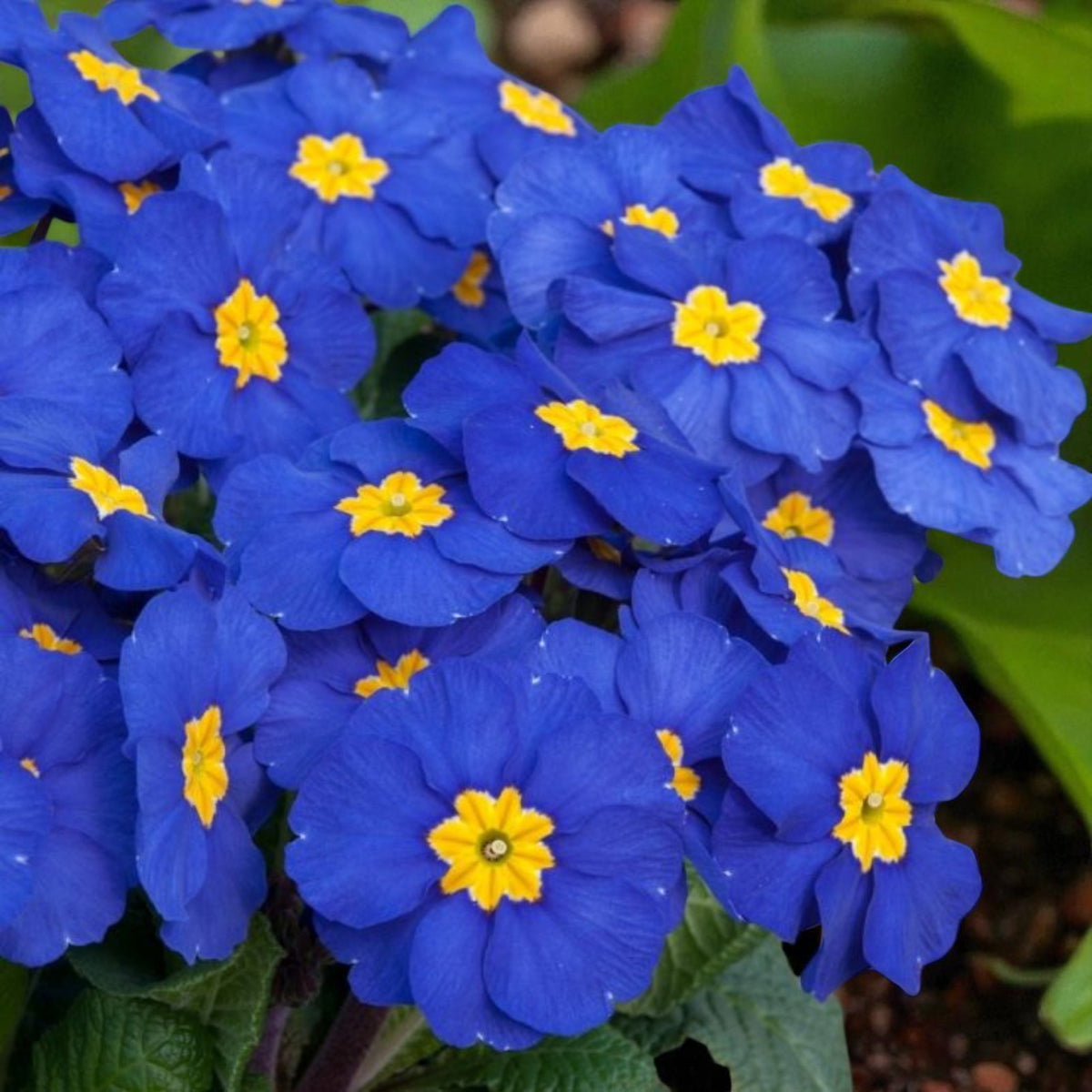 Primrose Bedding Plants  2