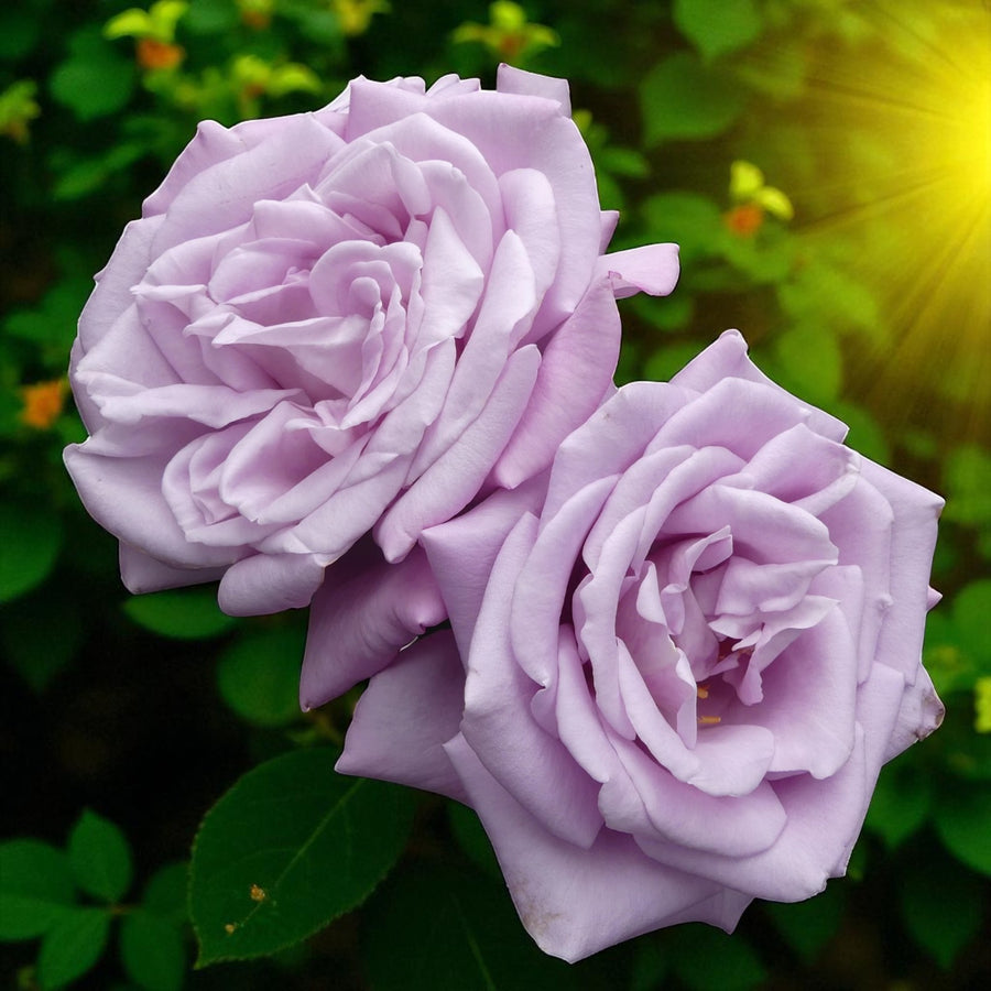 Blue Moon Bare Root Rose  2