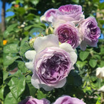 Blue Moon Bare Root Rose  3