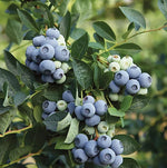 Blueberry Plant  8