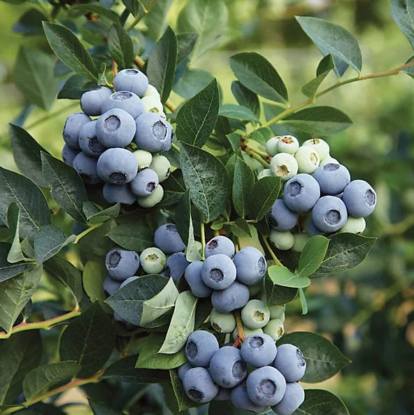 Blueberry Plant  8
