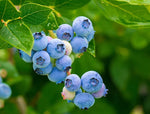 Blueberry Plant  6