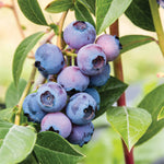 Blueberry Plant  10
