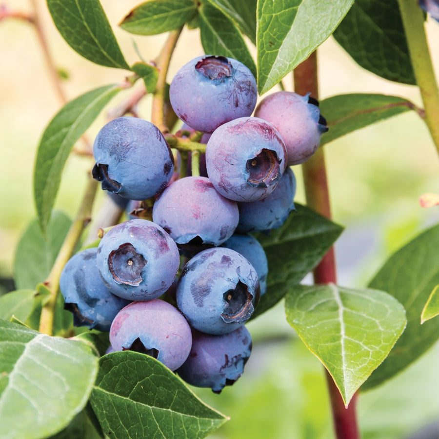 Blueberry Plant  10