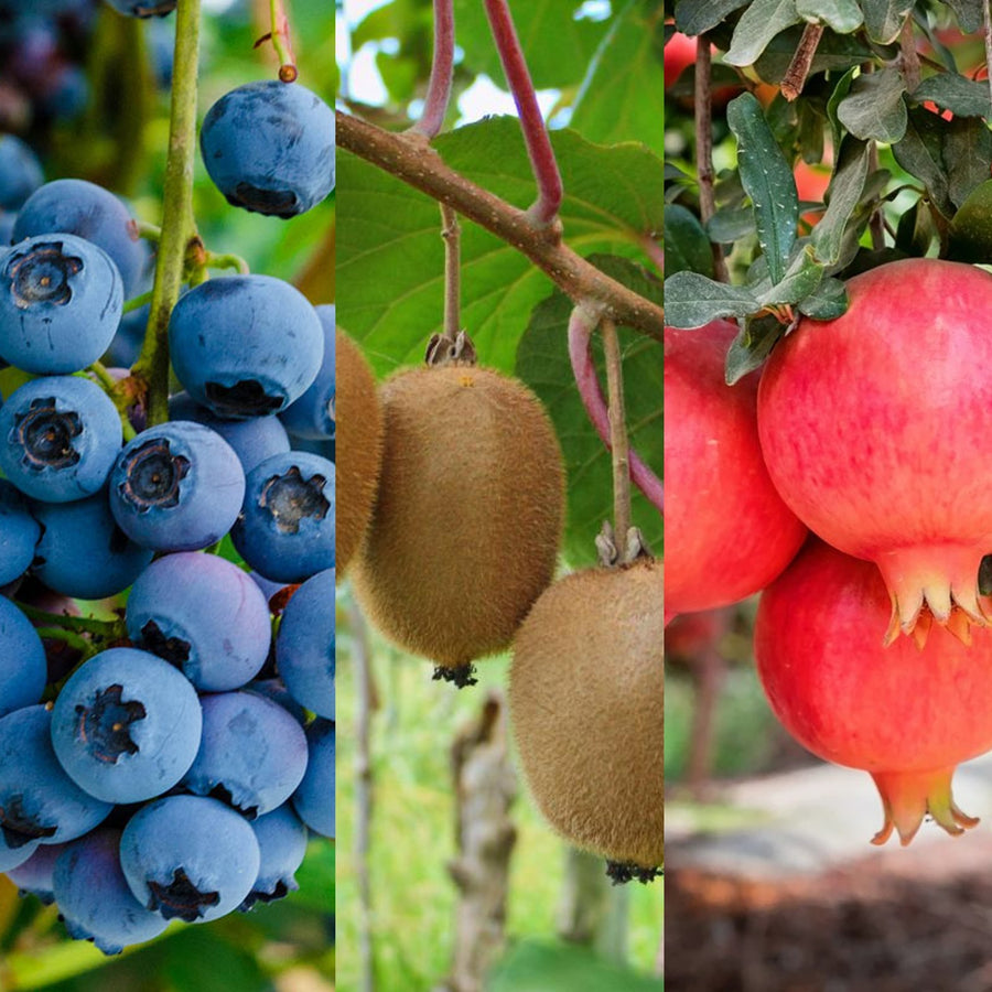 Blueberry, Pomegranate & Kiwi Fruit Plant Mix Blueberry, Pomegranate & Kiwi Fruit Plant Mix image1 1