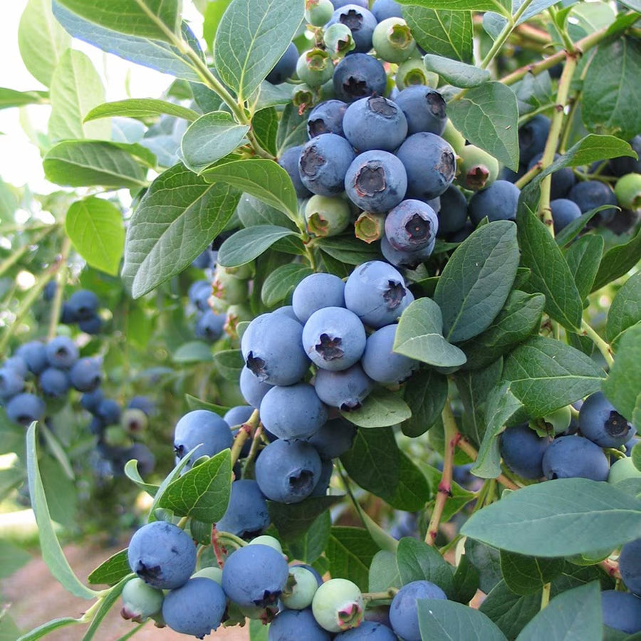 Blueberry Plant - Blue Crop Blueberry Plant - Blue Crop 1.5L Pot image1 1