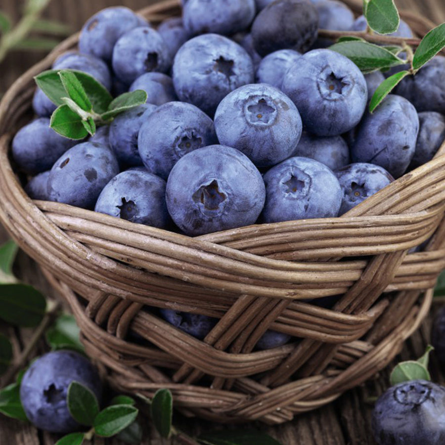 Blueberry Plant - Blue Crop Blueberry Plant - Blue Crop 1.5L Pot image3 3