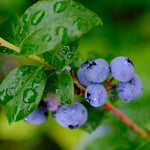 Blueberry Plant  9