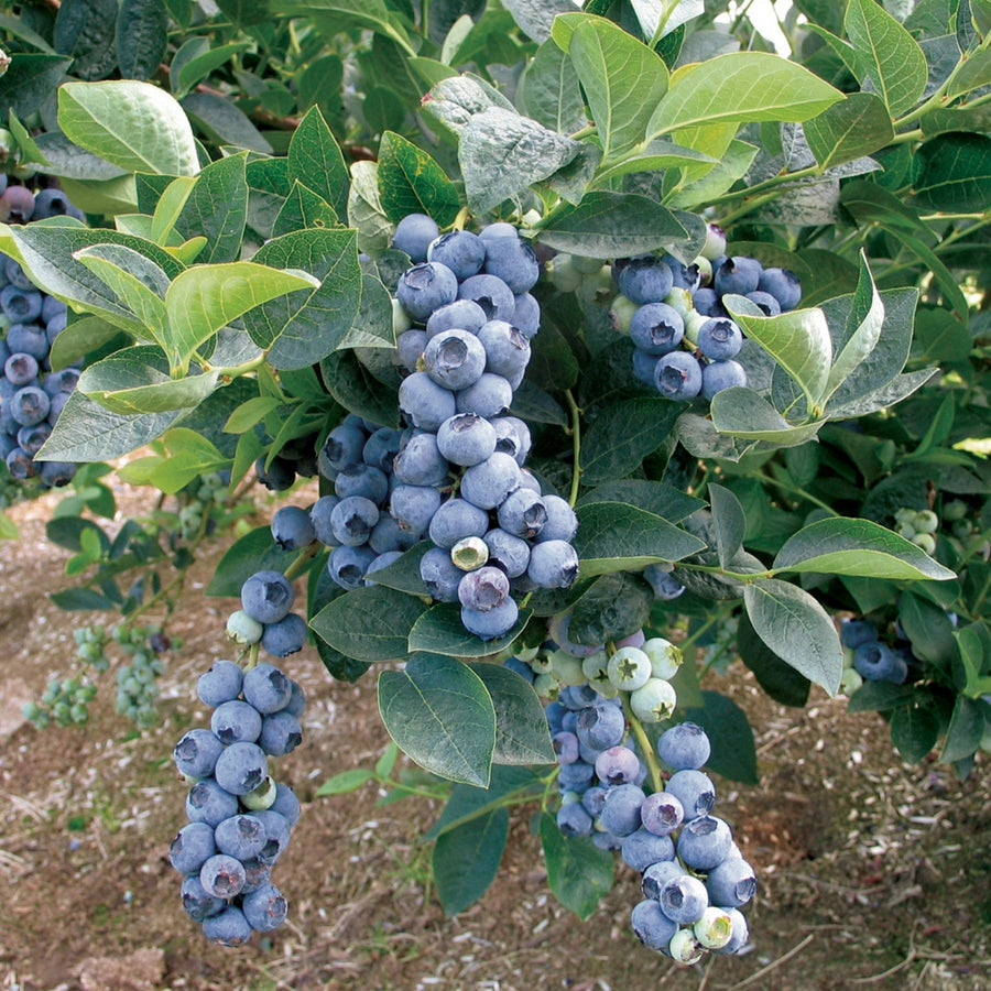 Blueberry Plant - Blue Crop Blueberry Plant - Blue Crop 1.5L Pot image4 4