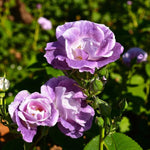 Blue For You Bare Root Rose  1