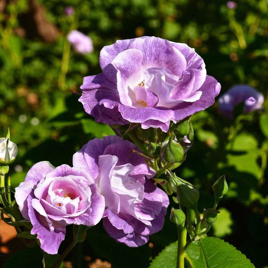 Blue For You Bare Root Rose  1