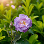 Blue For You Bare Root Rose  3