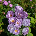 Blue For You Bare Root Rose  2