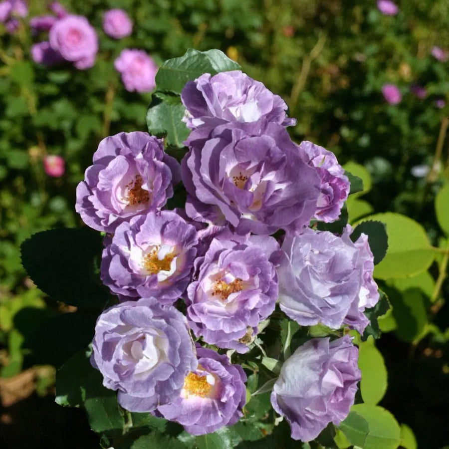 Blue For You Bare Root Rose  2