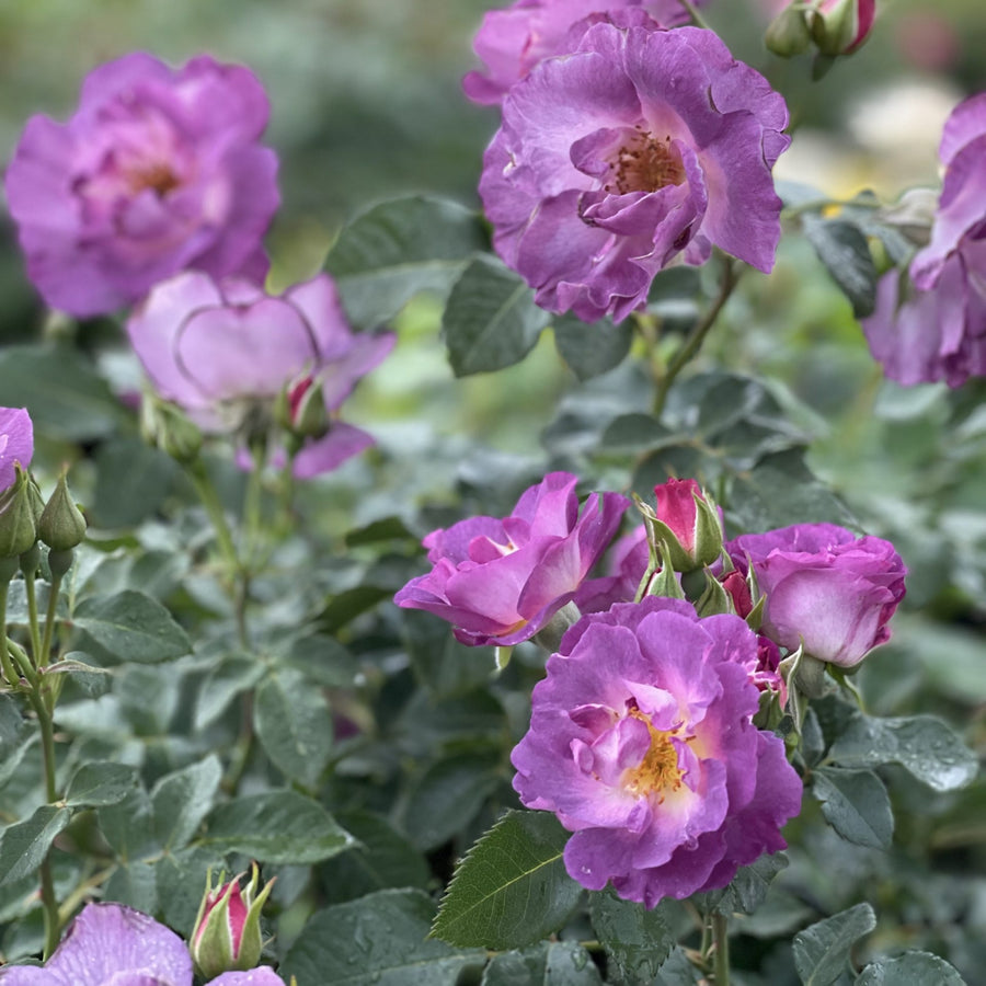 Rose Bush 'Blue for You' group of fully bloomed, lavender-coloured rose. The rose has multiple layers of petals that are slightly ruffled and curl outwards.  2