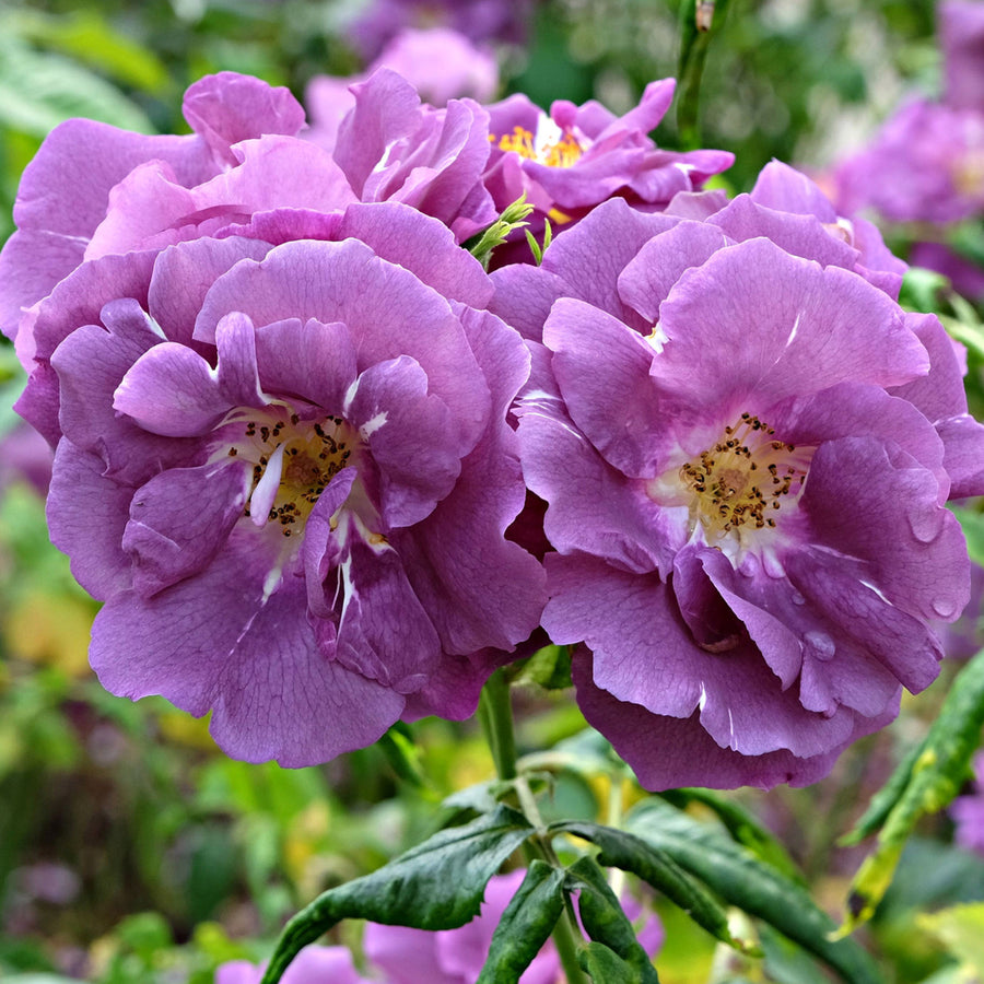 Rose Bush 'Blue for You'  3