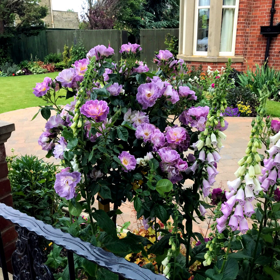 Rose Bush 'Blue for You'  4