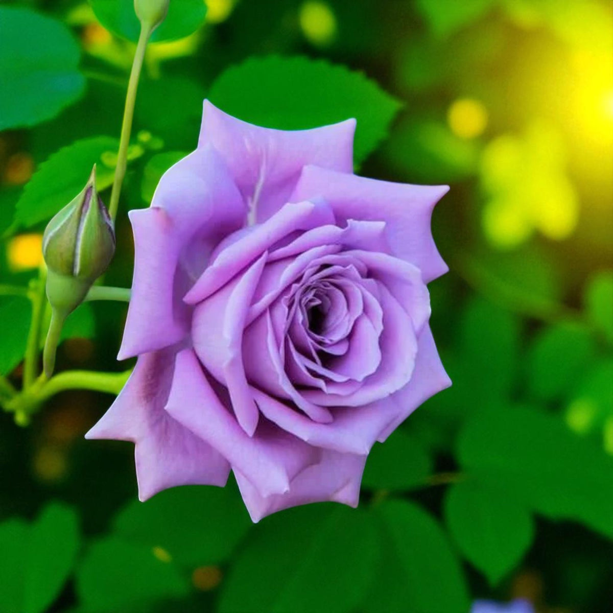 Blue Moon Bare Root Rose  1