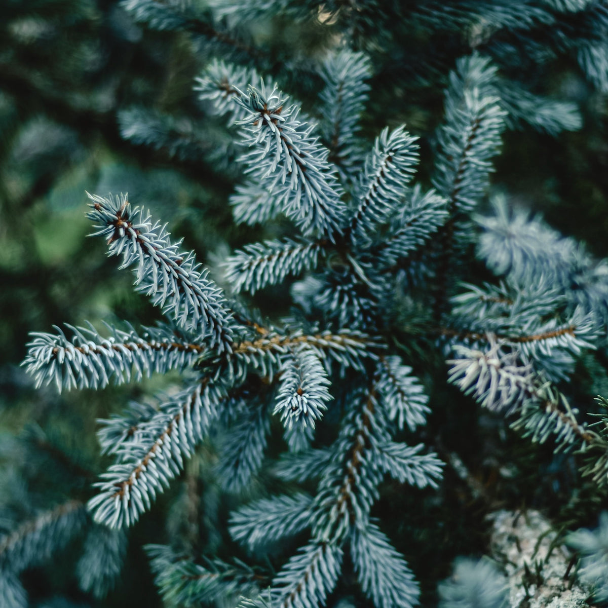 Blue Spruce Pot Grown Christmas Tree