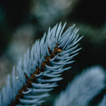 Blue Spruce Pot Grown Christmas Tree  3