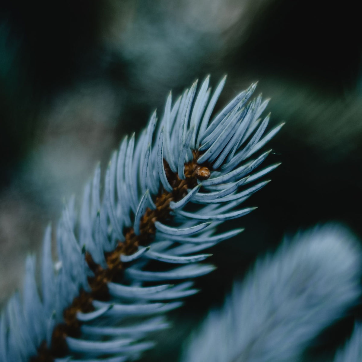Blue Spruce Pot Grown Christmas Tree