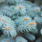 Blue Spruce Pot Grown Christmas Tree Close-up of Blue spruce needles, showing silvery-blue foliage with small orange buds. 4