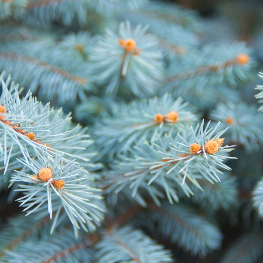 Blue Spruce Pot Grown Christmas Tree Close-up of Blue spruce needles, showing silvery-blue foliage with small orange buds. 4
