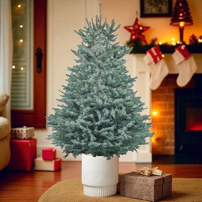 Pot grown Blue spruce Christmas tree indoors, with silvery-blue needles, set beside a fireplace decorated with stockings and festive lights.