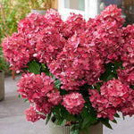 Hydrangea Paniculata Bonfire  3