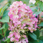 Hydrangea Paniculata Bonfire  4