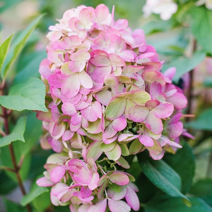 Hydrangea Paniculata Bonfire  4