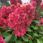 Hydrangea Paniculata Bonfire  1