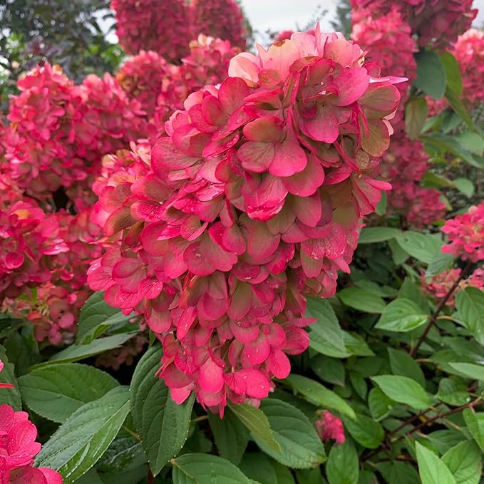 Hydrangea Paniculata Bonfire  1