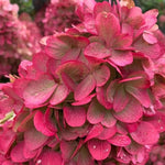 Hydrangea Paniculata Bonfire  2