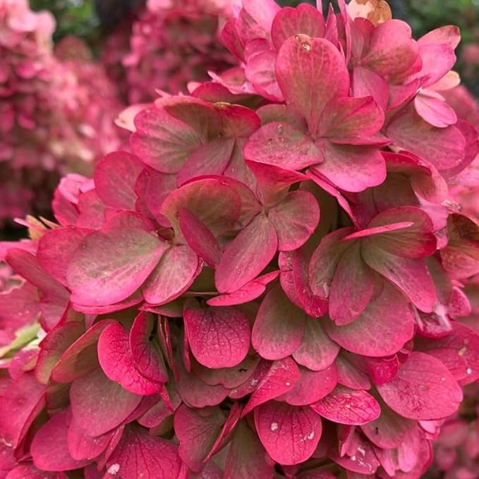 Hydrangea Paniculata Bonfire  2