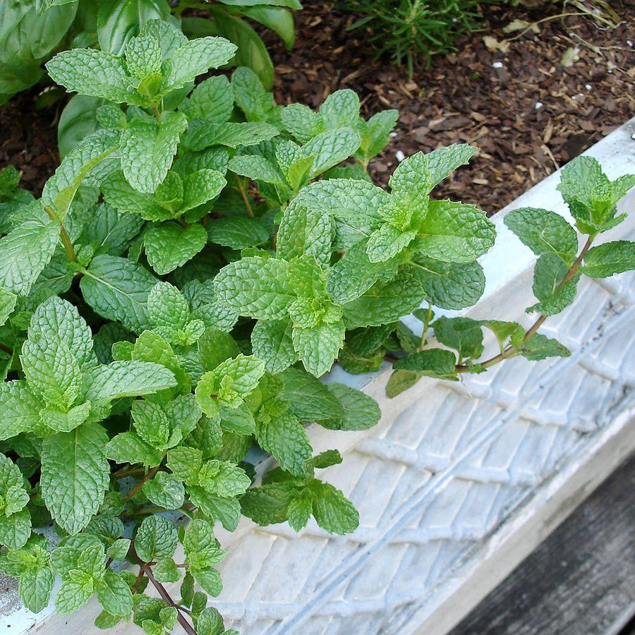 Mixed Mint Herb Plants bonnie-plants-herb-plants-5104-64_1000 1