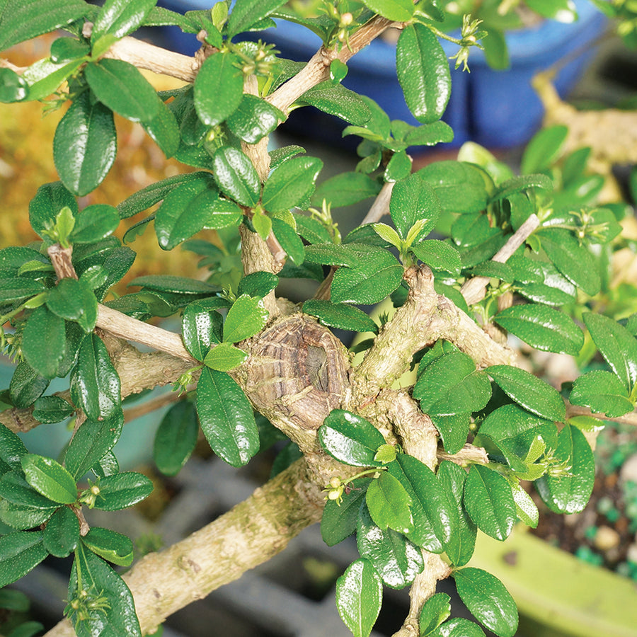 Carmona Microphylla Bonsai Carmona Microphylla Bonsai image2 3
