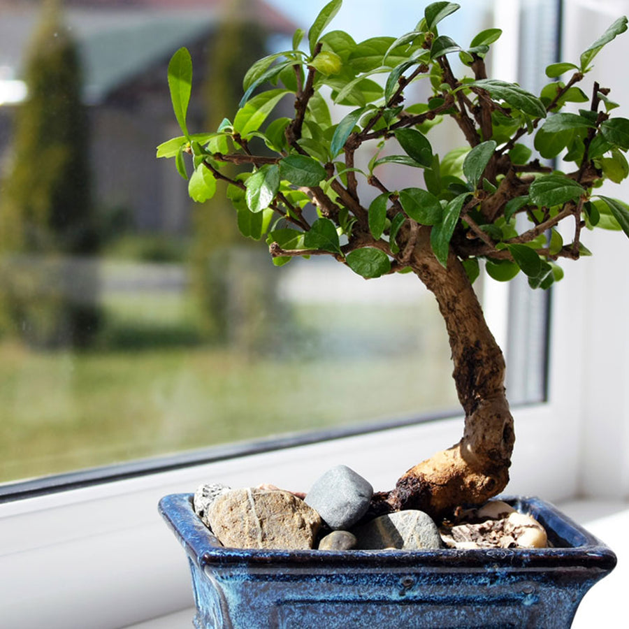 Carmona Microphylla Bonsai Carmona Microphylla Bonsai image3 4