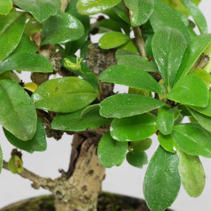 Carmona Microphylla Bonsai Carmona Microphylla Bonsai image4 2
