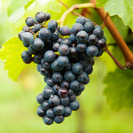 Grape Vine Plant  9