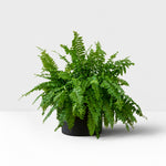 Pet Friendly Houseplant Bundle - Maranta Fascinator, Parlour Palm & Boston Fern  2
