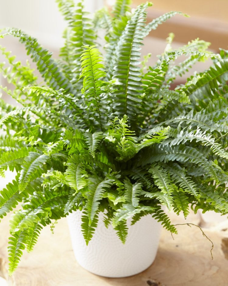 Foliage Indoor Mix Plants boston-fern2x750_3 4
