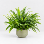 The Experts Plant Collection - Persian Shield, Purple Orchid and Boston Fern  3